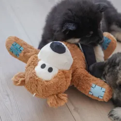 Hvalpekuld som hygger sig med den store KONG bamse