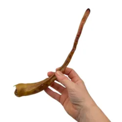 Grisehale er en naturlig og populær tyggestang til hunde