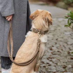 Golden Retriever med Trixie Pure Hundesnor og Halsbånd
