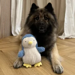 Sød pingvin bamse til store og små hunde