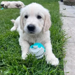 Golden Retriever hundehvalp med Dental Ball