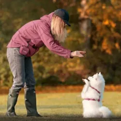 Ollipet godbidstaske brugt til hundetræning med hurtige belønninger og god kontakt med hunden