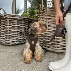 Velluto Hundesele, Hundesnor og Pølleposeholder
