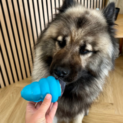 Eurasier slikker på vådfoder gemt i en Trixie Jumper