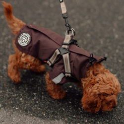 Doodlehundehvalp med mokka regnjakke