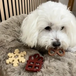 Hund tygger tyggeben formet som kagemand