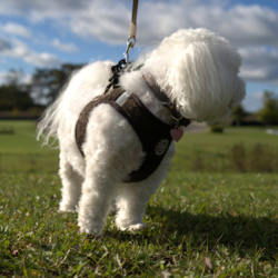 Ollipet Teddy Step-in hundesele