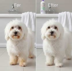 Denne shampoo fjerner effektivt misfarvninger i pelsen