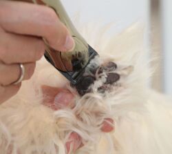 Oster Artisan Platinum hundetrimmer | Professionel