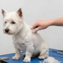 Trimme fingerkondom | 100 stk  | KW