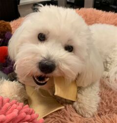 Elghud | tyggeben → Sallys favorit