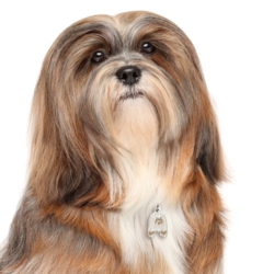 My Family | Hundetegn Lhasa Apso