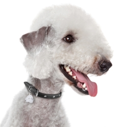 My Family | Hundetegn Bedlington Terrier