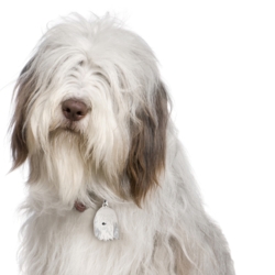 My Family | Hundetegn Bearded Collie