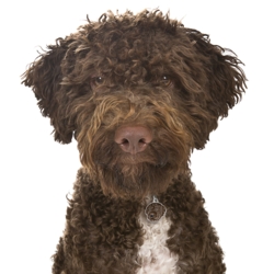 My Family | Hundetegn Lagotto