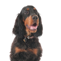 My Family | Hundetegn Gordon Setter