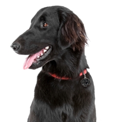 My Family | Hundetegn Flat Coated Retriver