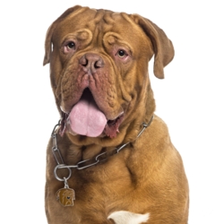 My Family | Hundetegn Dogue De Bordeaux