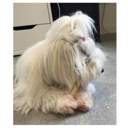 Trixie Dentafun tyggesticks med andefyld | 5 stk