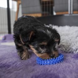 Ollipet ColourPups -Bidering med gummipigge