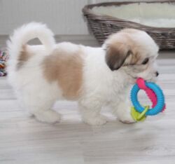 Tandrensende bidering med sutter