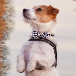 Hundebutterfly i satin | Ass. Sort/hvid | Wilfred Jack Russel Terrier