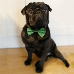 Afstivet hundebutterfly