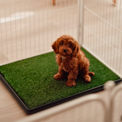 Doodlehvalp på hundetoilet