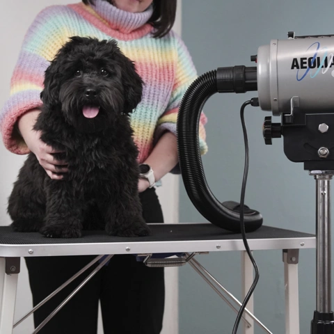 Aeolian Blower til hunde
