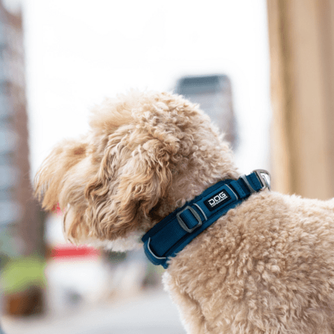 Hundehalsbånd i Ocean Blue