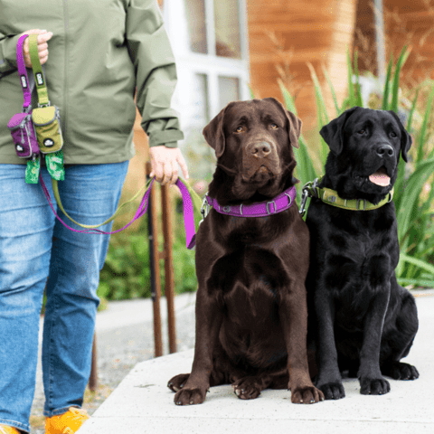 Hundehalsbånd i Purple Passion og Hunting Green