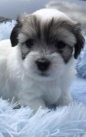 Miniseng til små kæledyr | O'lala Pets - lyseblå