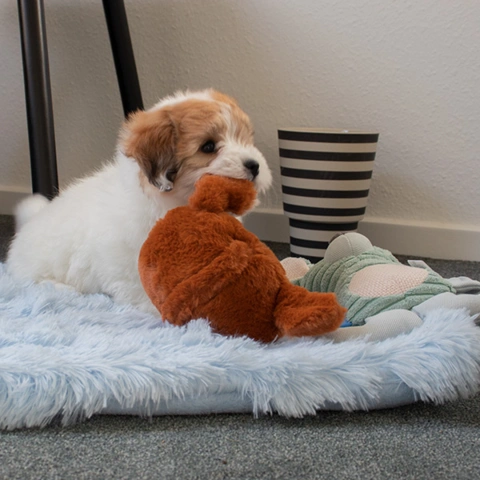 Luksuriøs Fluffy Madras | Lyseblå | Coton de tulear hvalp