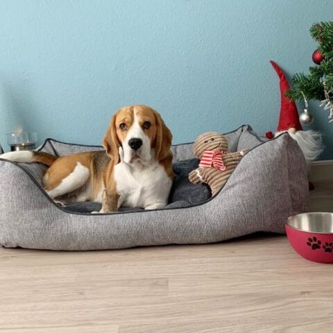 Super Luxury Hundeseng | O'lala Pets