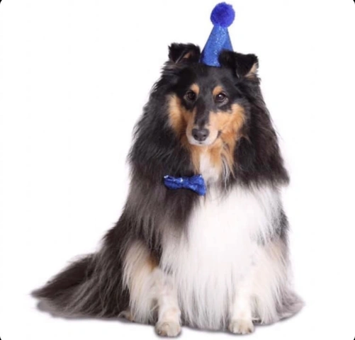 Festhat og butterfly til hunde