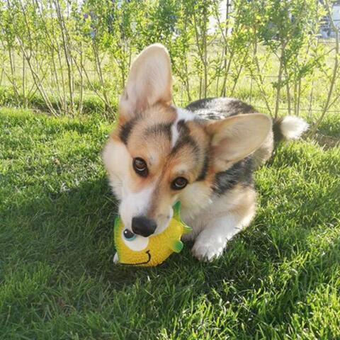 Gubbi | Fisk i latex | Huxi the corgi
