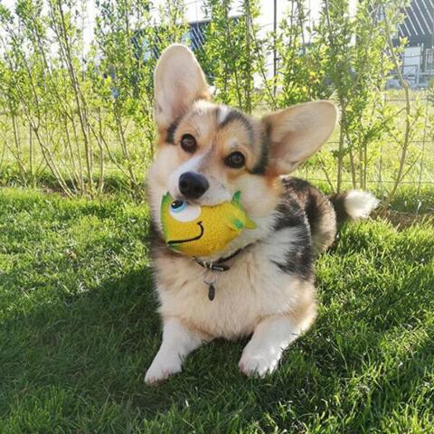 Gubbi | Fisk i latex | Huxi the corgi