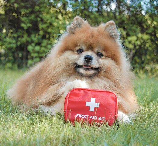 First Aid Kit | Førstehjælpstaske til hunde