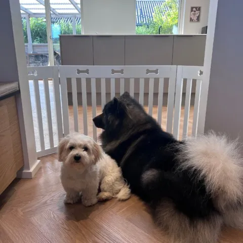 Fint indendørs hundehegn