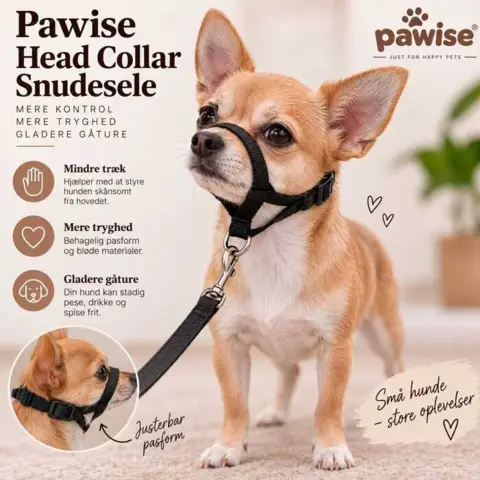 Chihuahua med snudeselen på