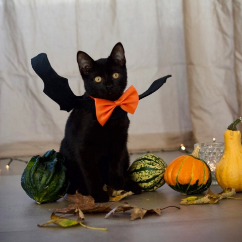 Flagermusevinger til halloween