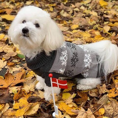 Grå hundesweater med snefnug - Mørke grå model