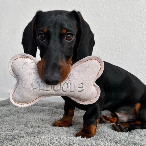 Kødben af læder | Delicious i lys grå