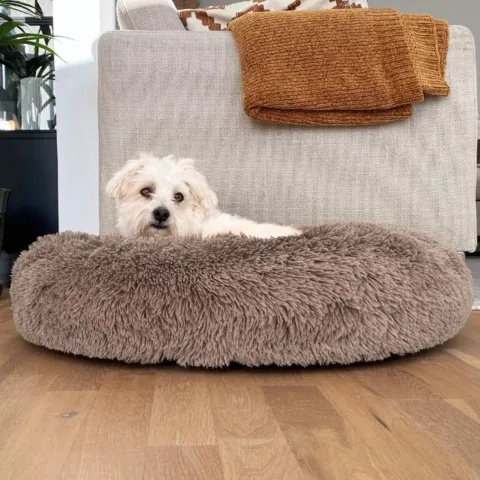 Bomuldshund i en Khaki hundekurv