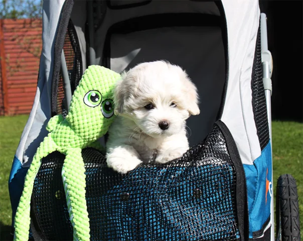 Petstro Safari Stroller blå | også til hvalpe