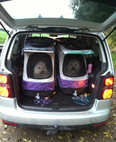 Petstro Safari Stroller