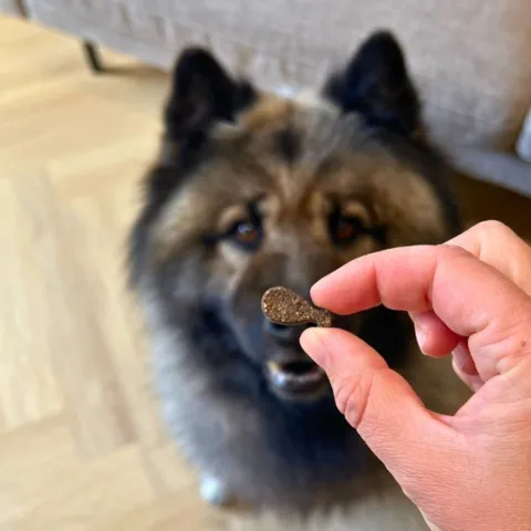 Eurasier spiser en Carnilove Soft Snack Quail with Oregano