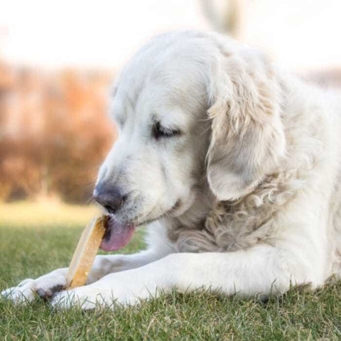 Lækkert tyggeben til din kære hund