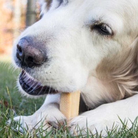 Et tyggeben der gavner din hunds mundhygiejne