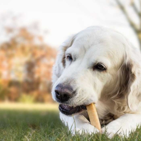 Yaki tyggeben gavner din hunds mundhygiejne og kan beskæftige din hund i lange tider